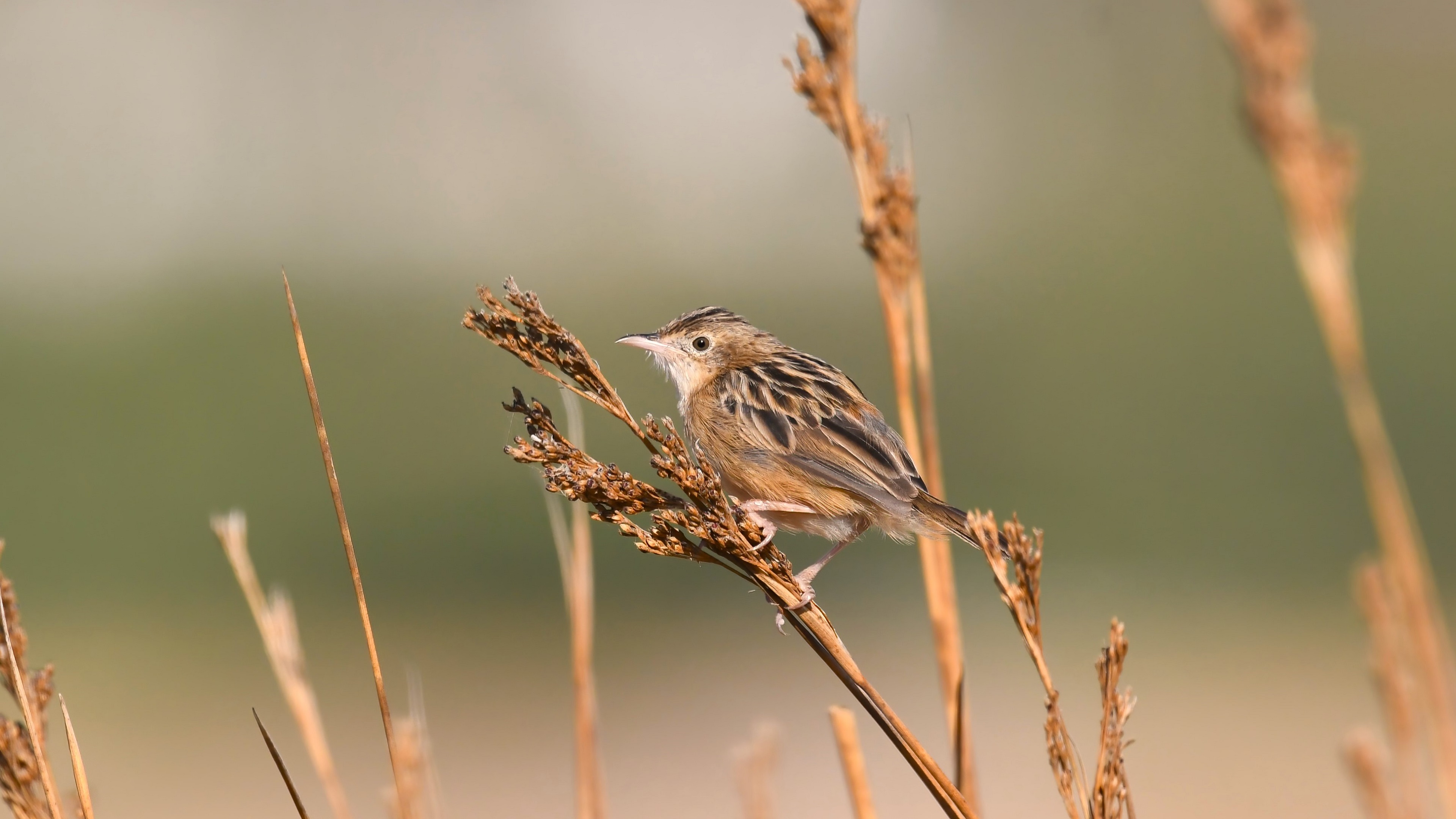 Zitting Cisticola